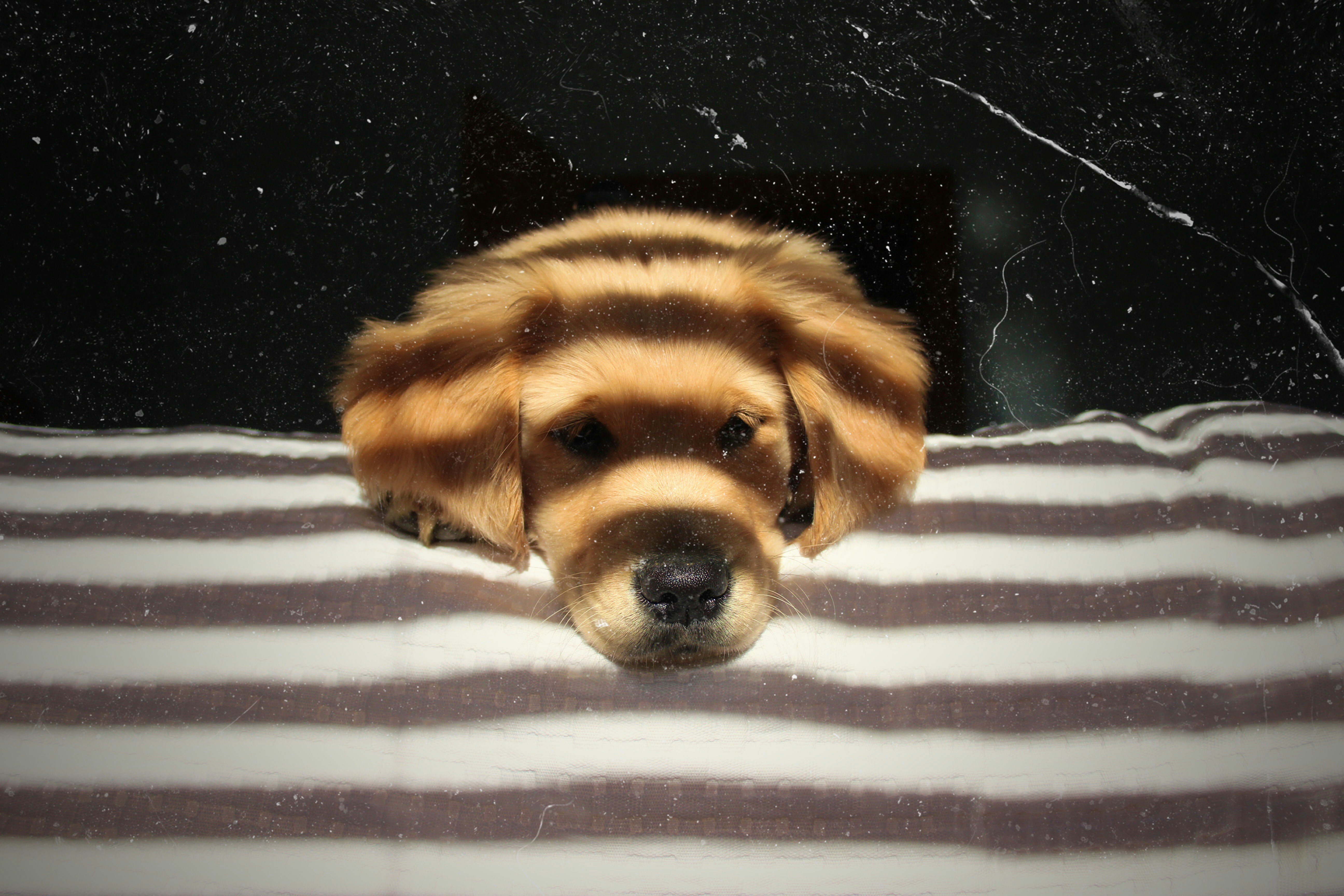 Build-A-Bear’s Promise Pets™ Collection Encourages Responsibility