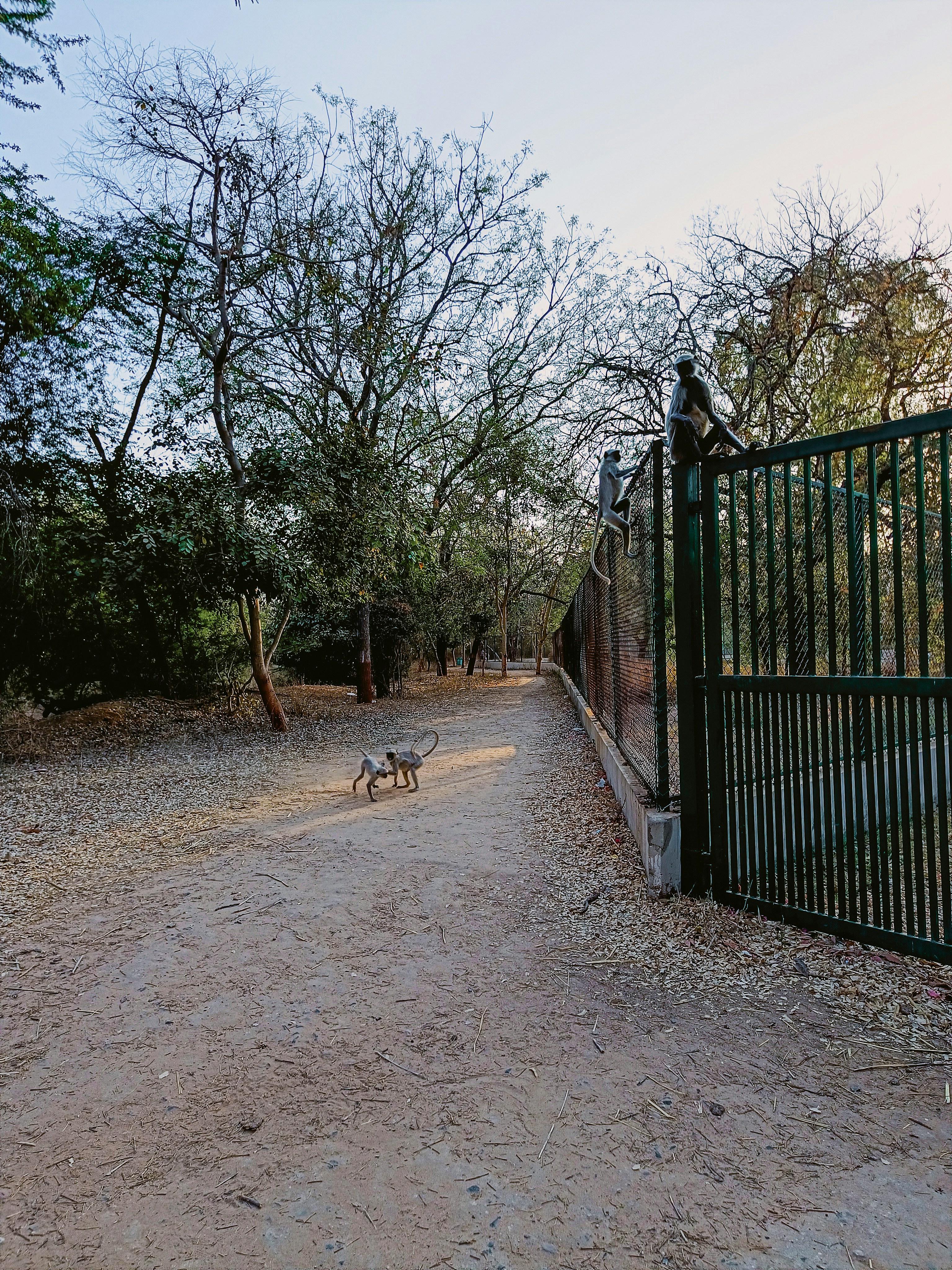 a dog walking down a dirt road next to a fence
