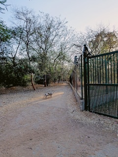 A dirt path surrounded by trees leads through a forested area. Two monkeys play in the center of the path, while another monkey is perched on a nearby fence. The trees have sparse foliage, and the lighting suggests late afternoon or early evening.