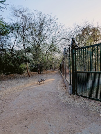 A dirt path surrounded by trees leads through a forested area. Two monkeys play in the center of the path, while another monkey is perched on a nearby fence. The trees have sparse foliage, and the lighting suggests late afternoon or early evening.