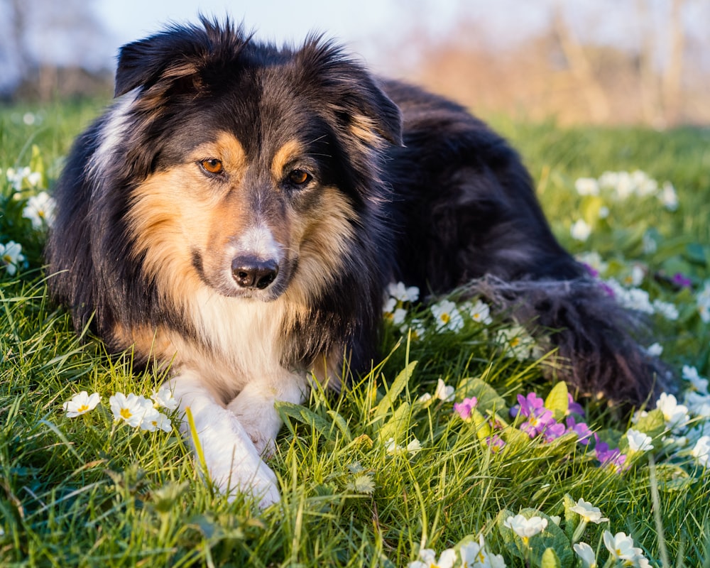 a dog laying in a field of flowers