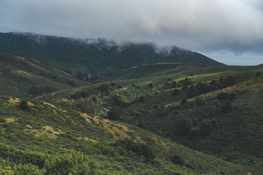 a lush green hillside covered in lots of trees