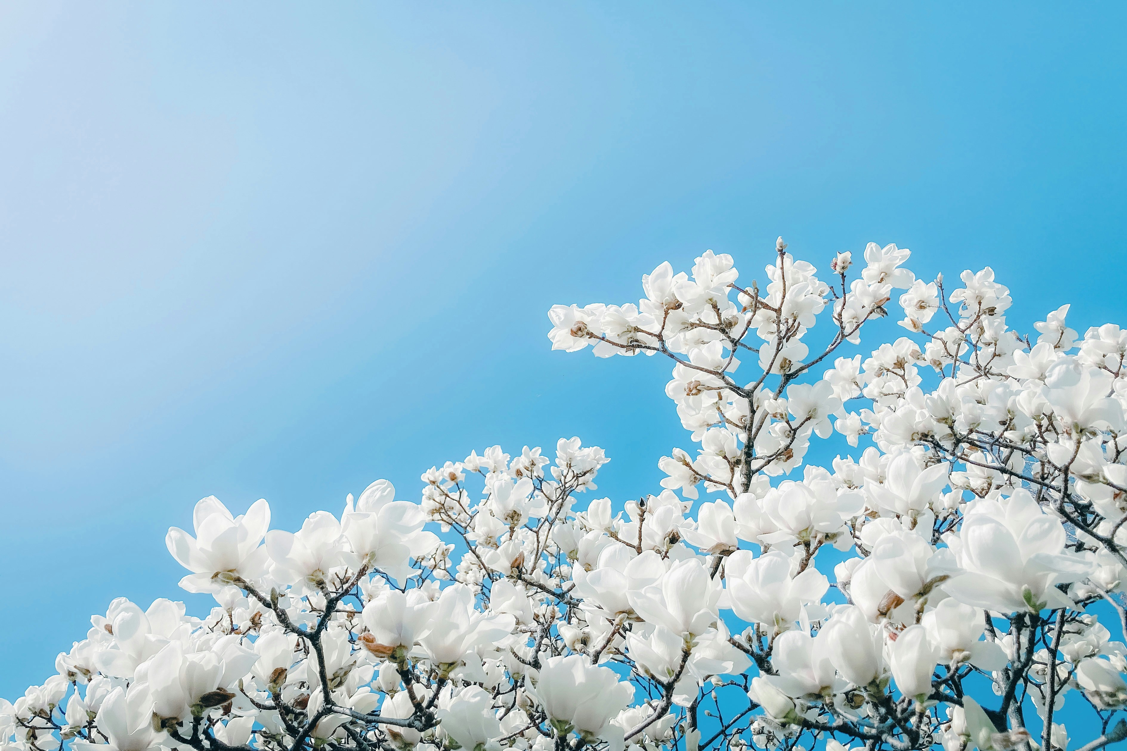 a tree with white flowers against a blue sky