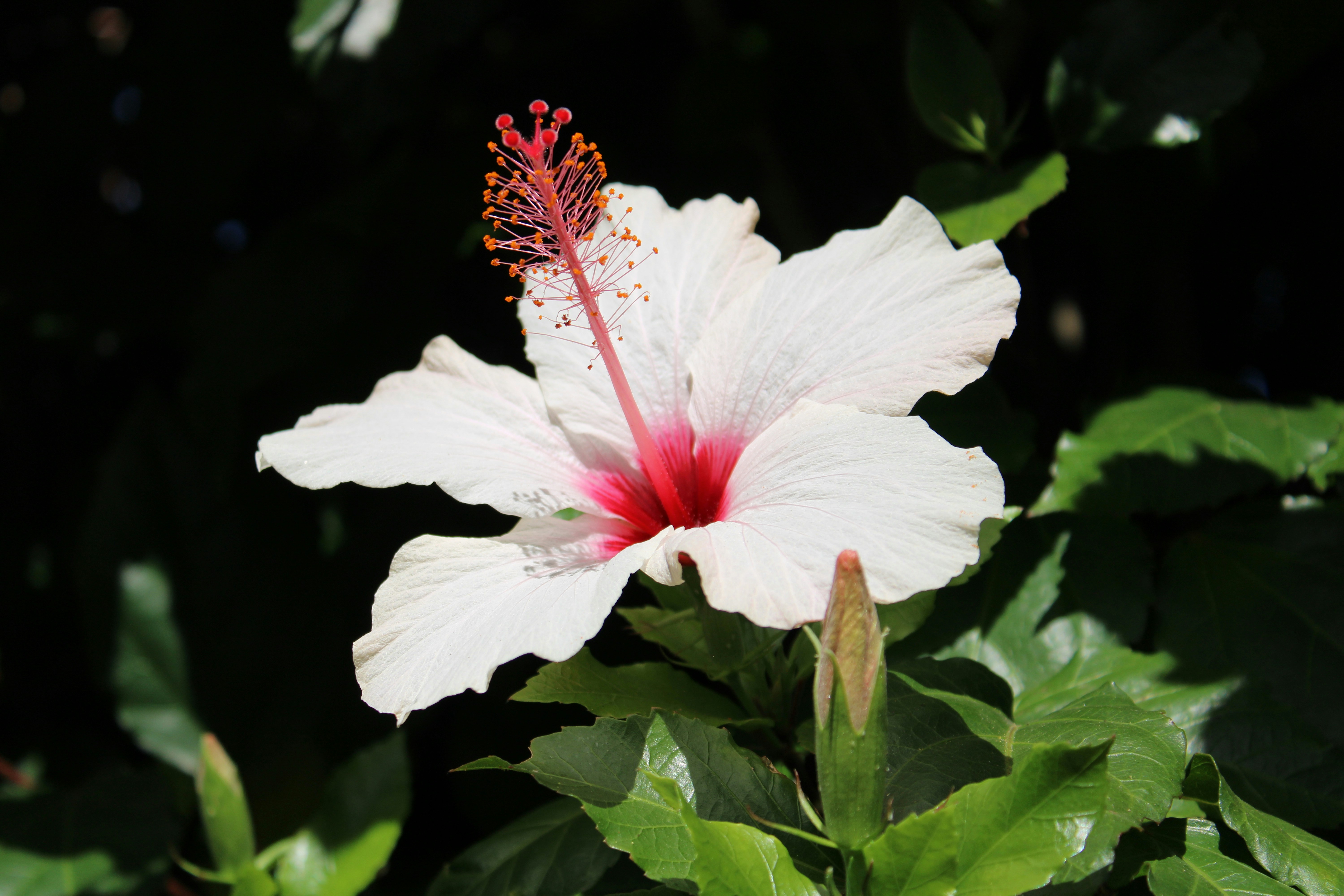 a white flower with a red center surrounded by green leaves