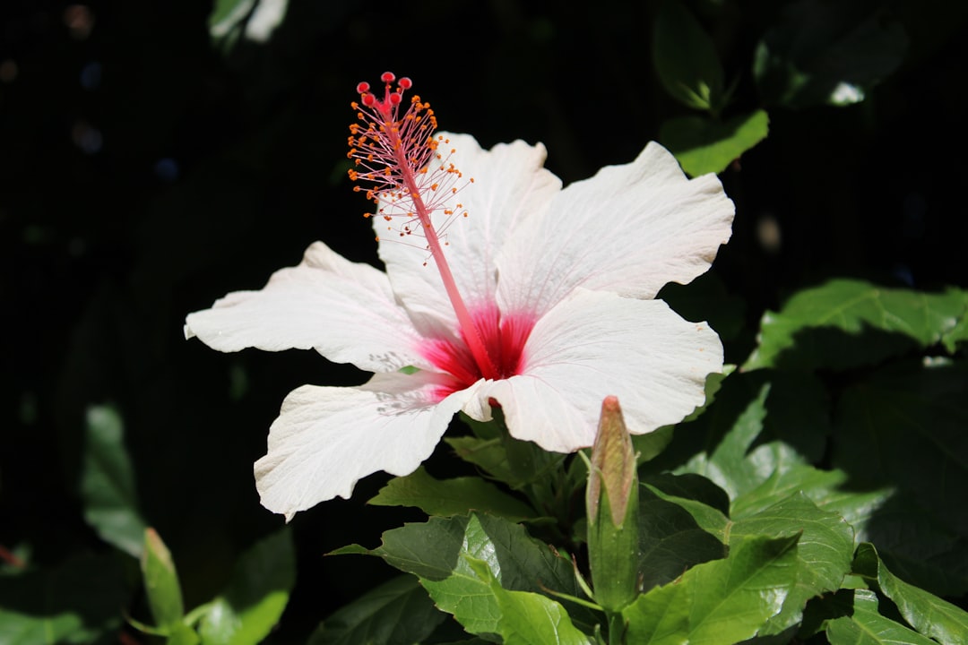 a white flower with a red center surrounded by green leaves