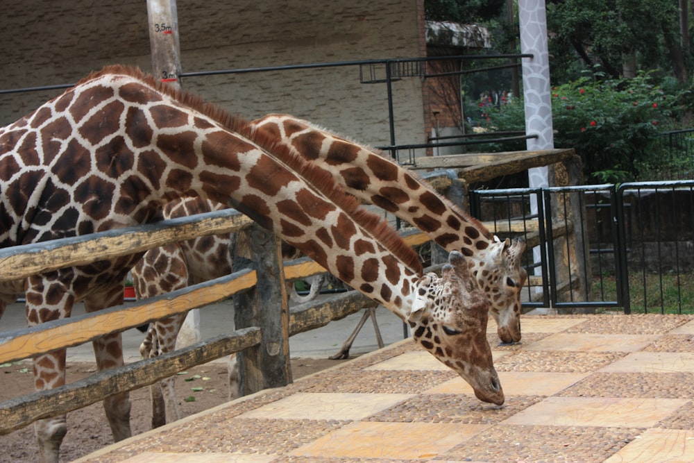 a couple of giraffe standing next to each other