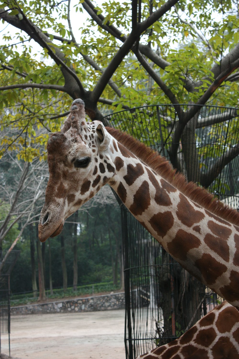 a couple of giraffe standing next to each other