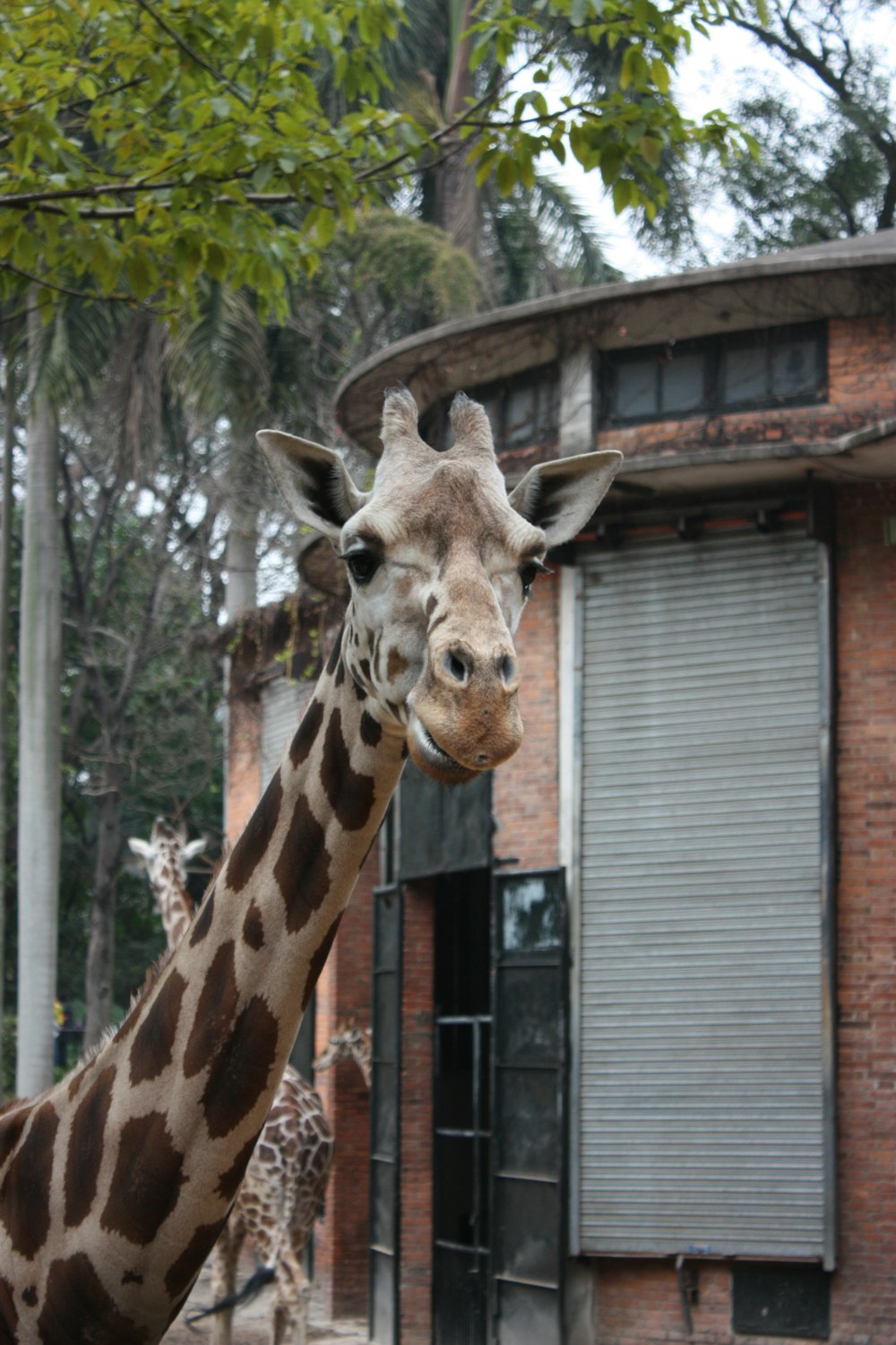 a giraffe standing in front of a building