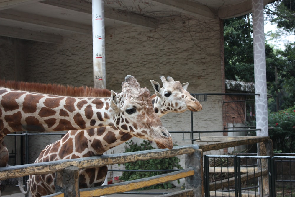 a couple of giraffe standing next to each other