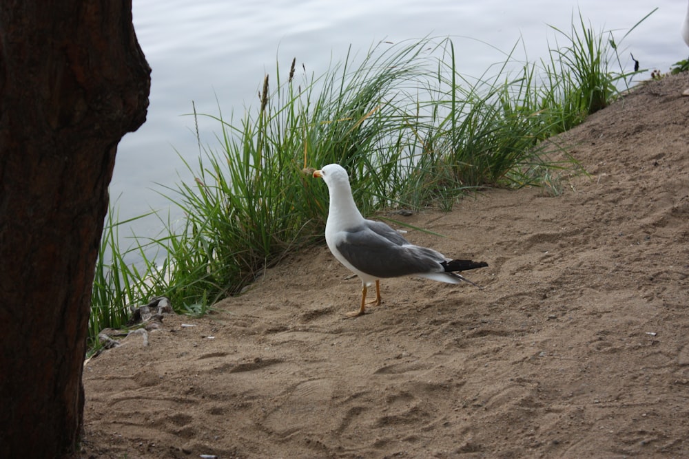 a seagull is standing on the sand by the water