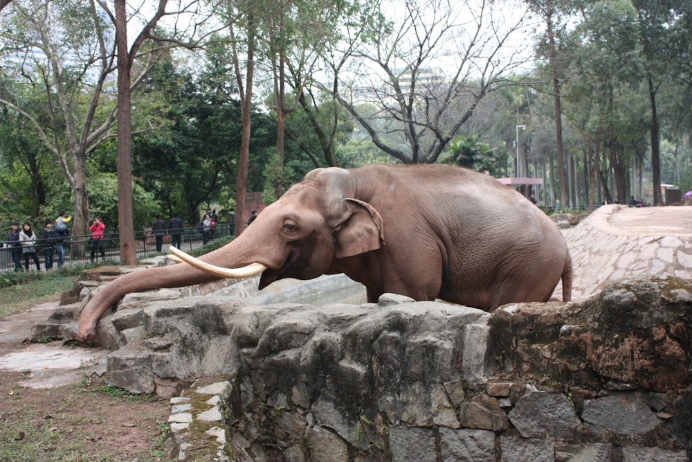 a large elephant standing on top of a stone wall