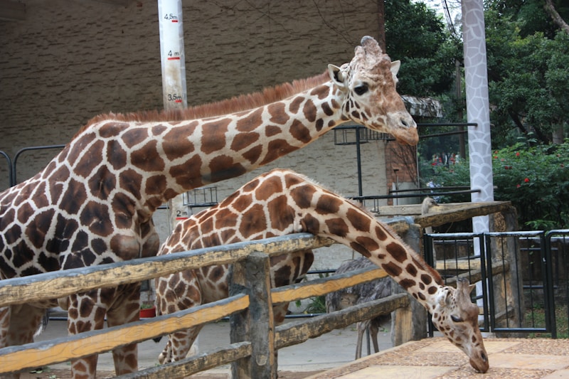 Guangzhou Zoo