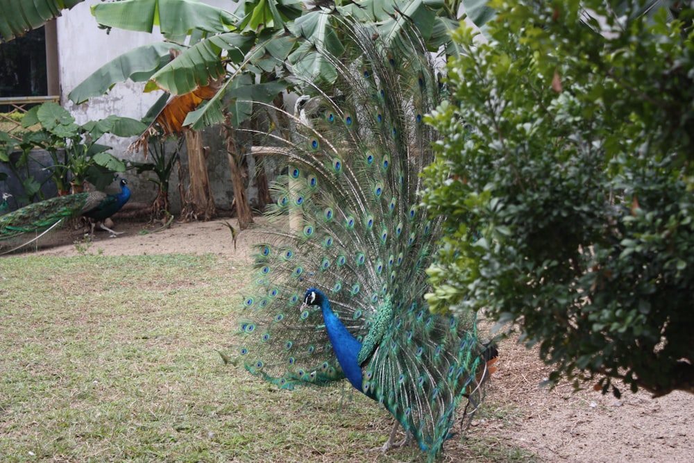 a peacock is standing in the grass near a tree