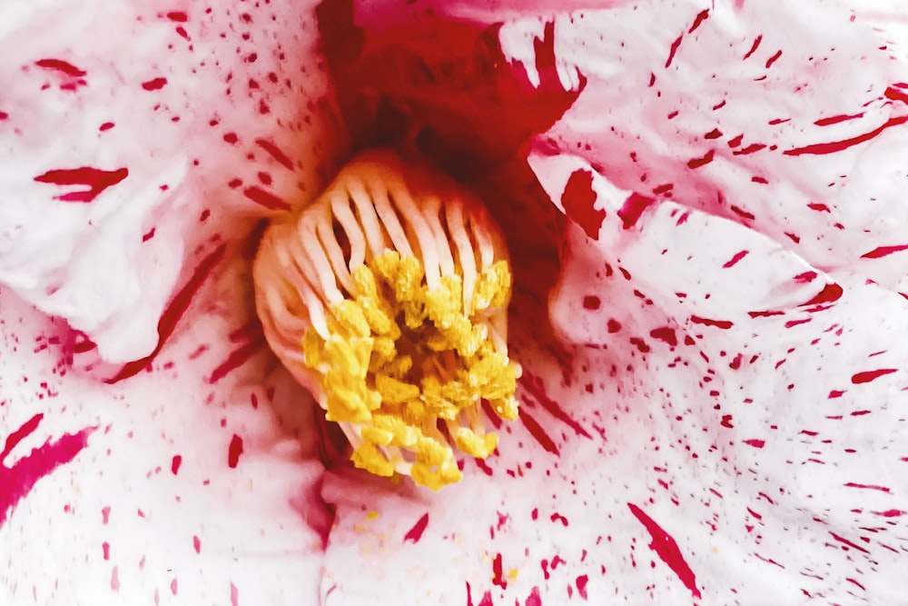 a large white and red flower with yellow stamen