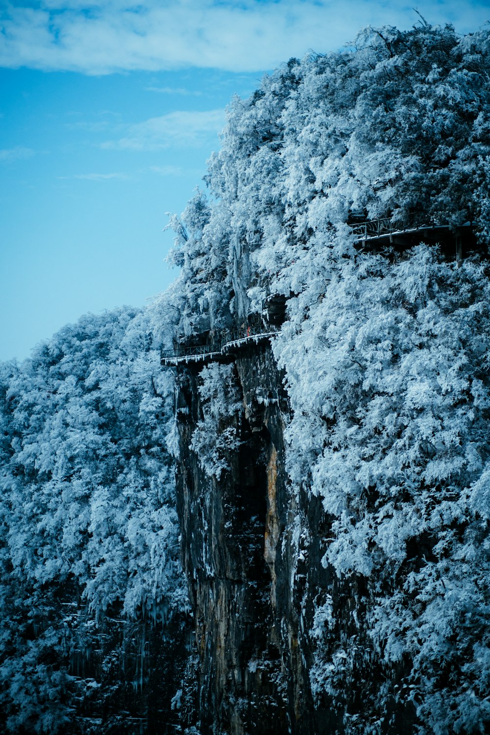 a very tall tree covered in lots of snow