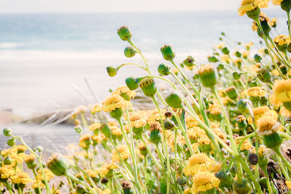 a field of yellow flowers next to a body of water