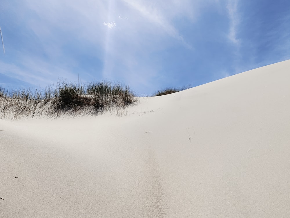 une dune de sable avec de l’herbe qui en sort