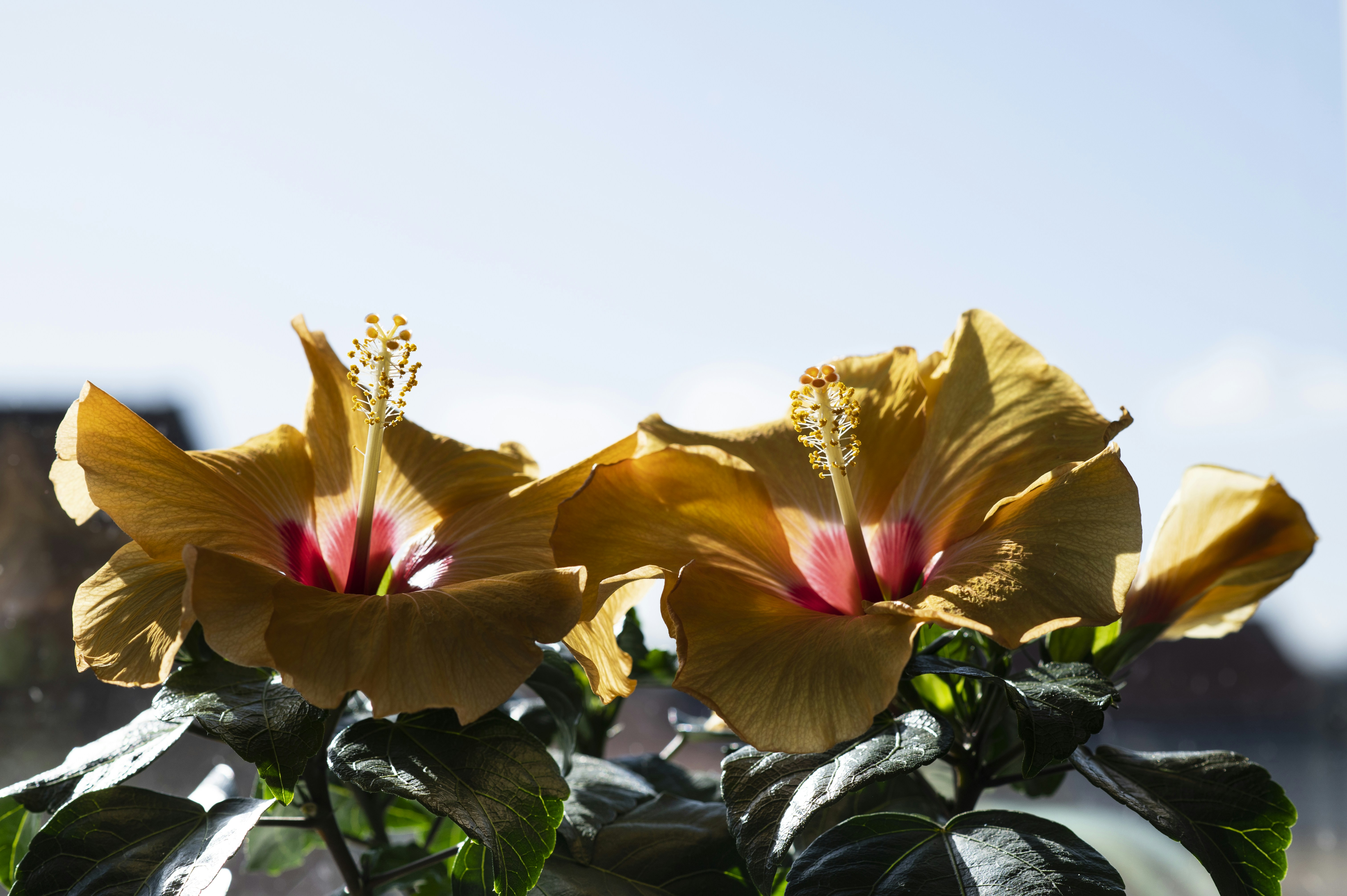 a couple of yellow flowers sitting on top of a window sill