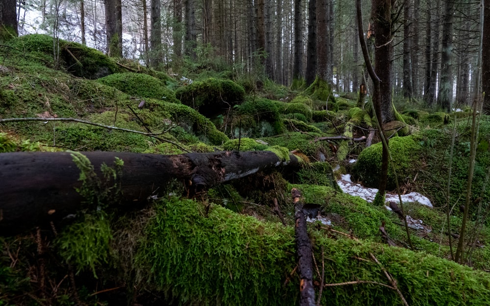 a fallen tree in the middle of a forest