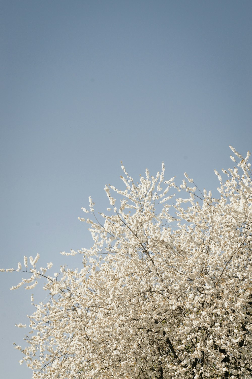 a white tree with lots of white flowers