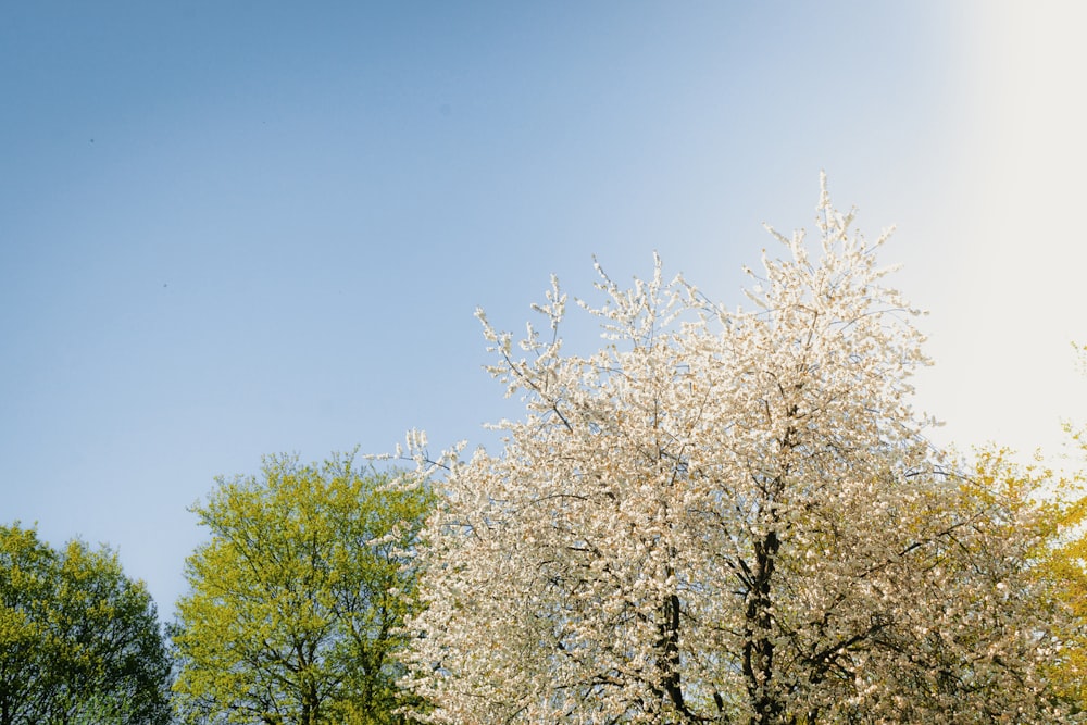 a tree with white flowers in a park