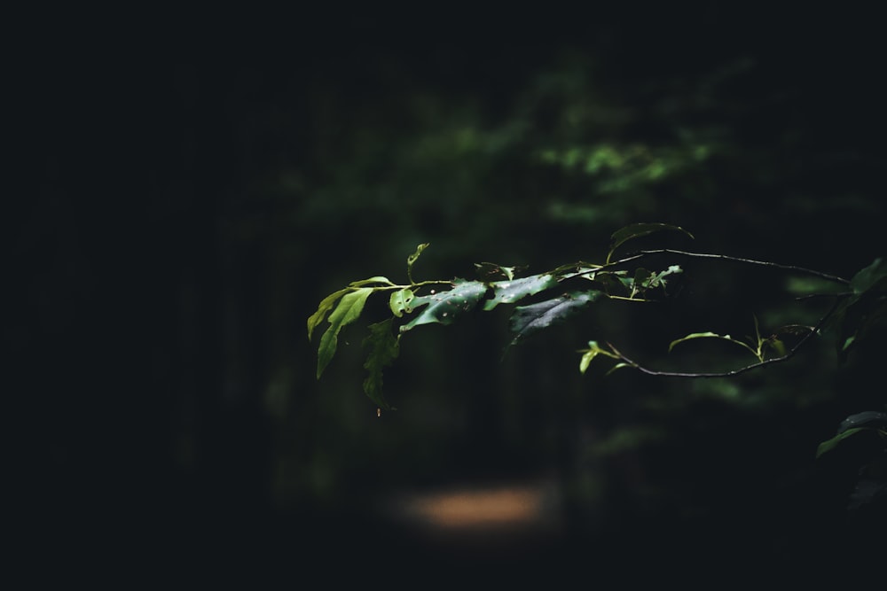 a green leafy tree branch in the dark