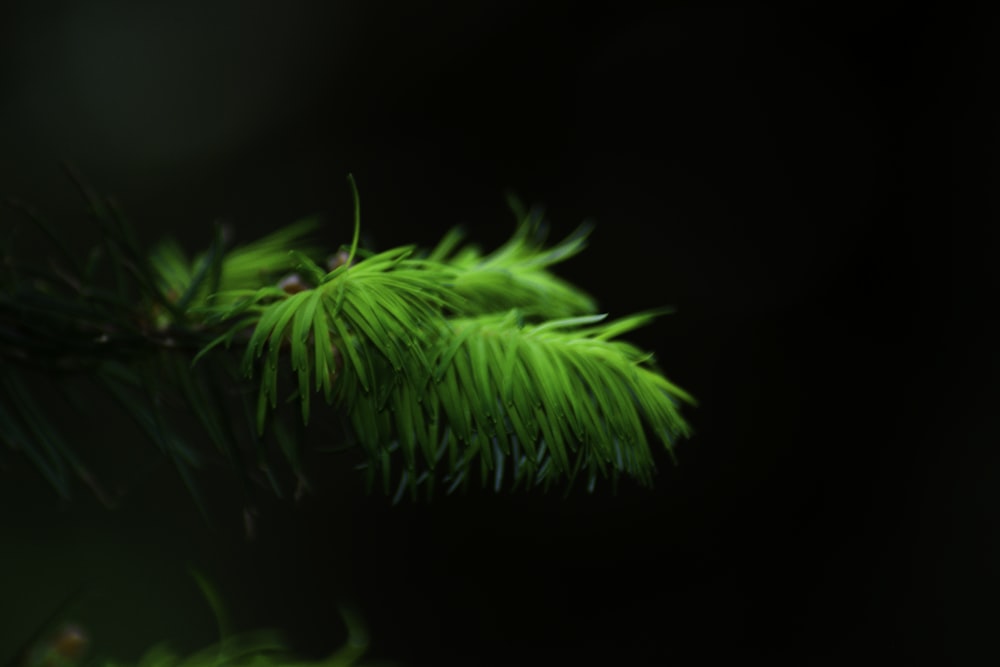 a close up of a pine tree branch