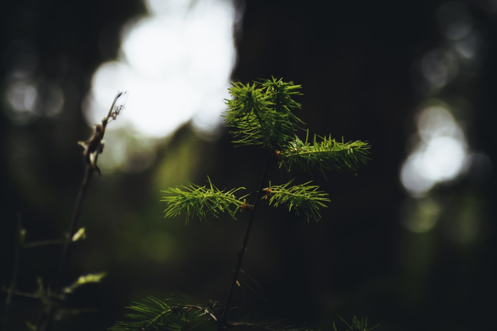 a close up of a tree branch with a blurry background