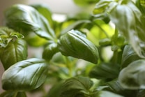 Detailed view of vibrant green basil leaves with a smooth texture and prominent veins, depicted in a well-lit setting that highlights their freshness and vitality.