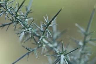 a close up of a green plant with small leaves