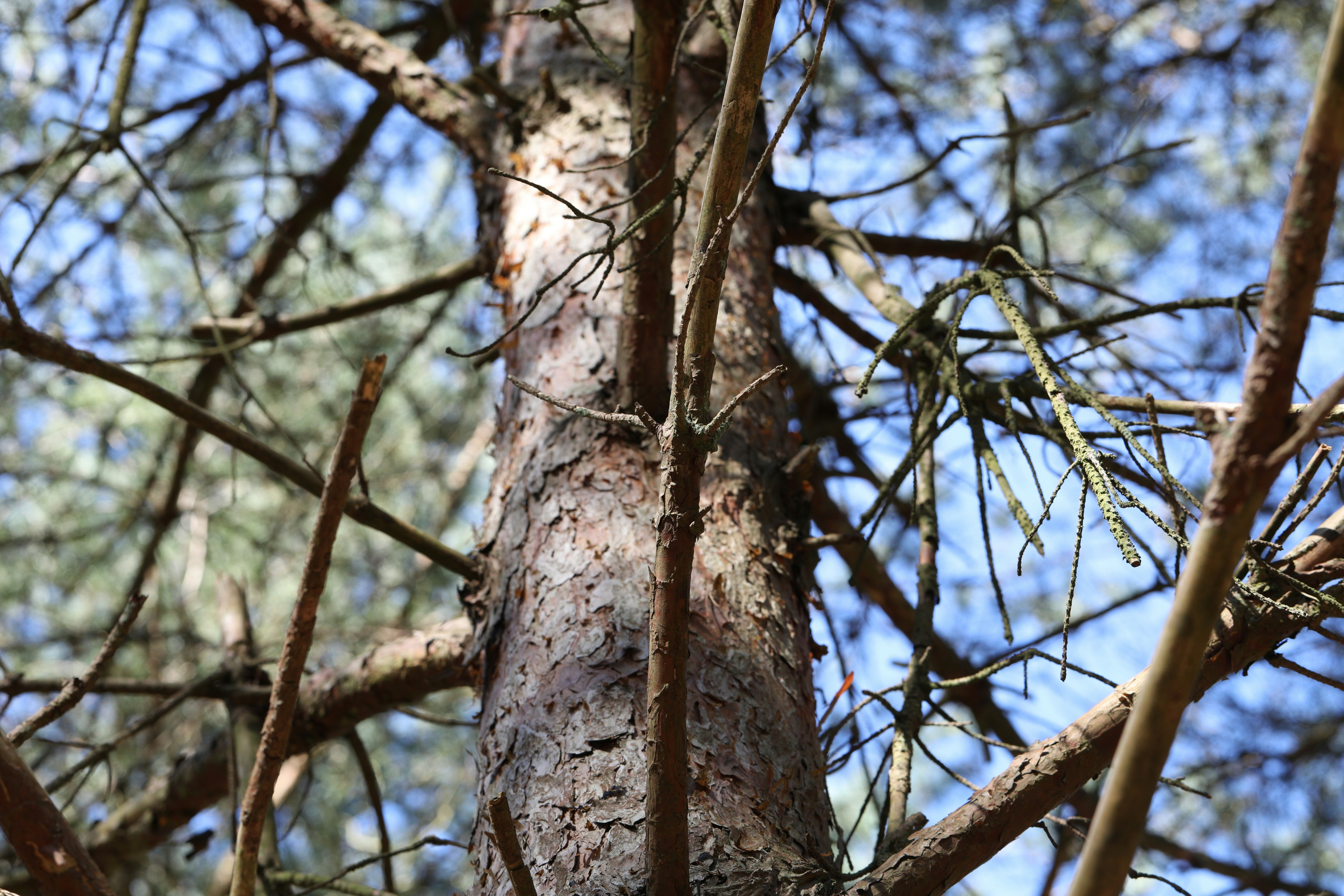 a bird perched on top of a tree branch