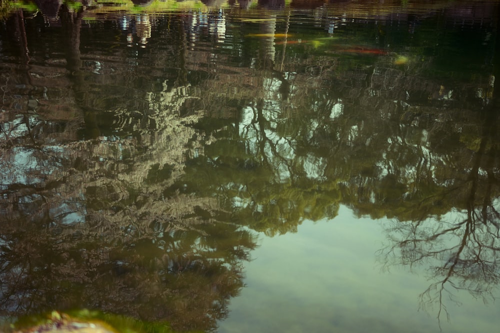 the reflection of trees in the water of a pond