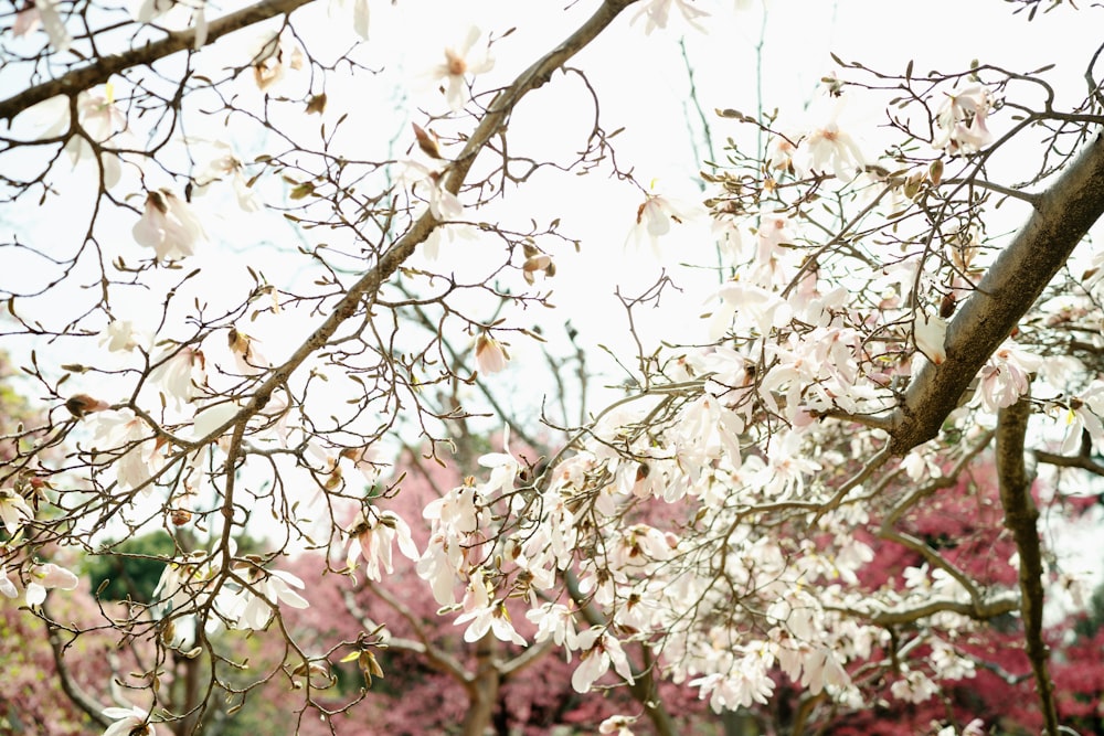 uma árvore cheia de muitas flores brancas