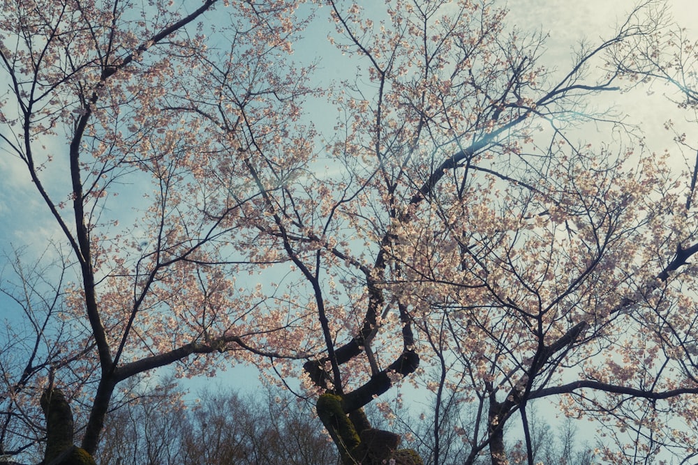 uma árvore com muitas flores cor-de-rosa sobre ela