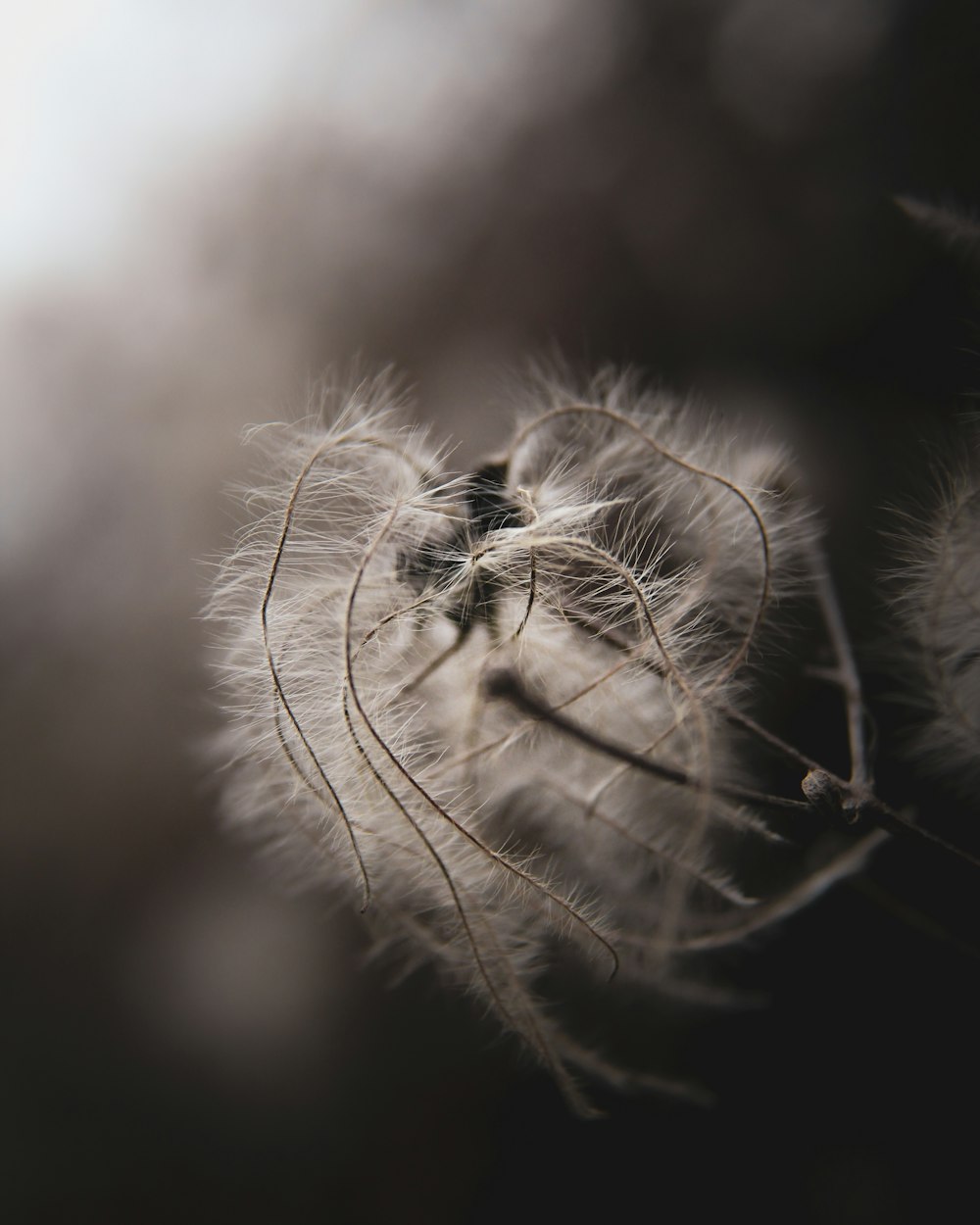 a close up of a dandelion with a blurry background