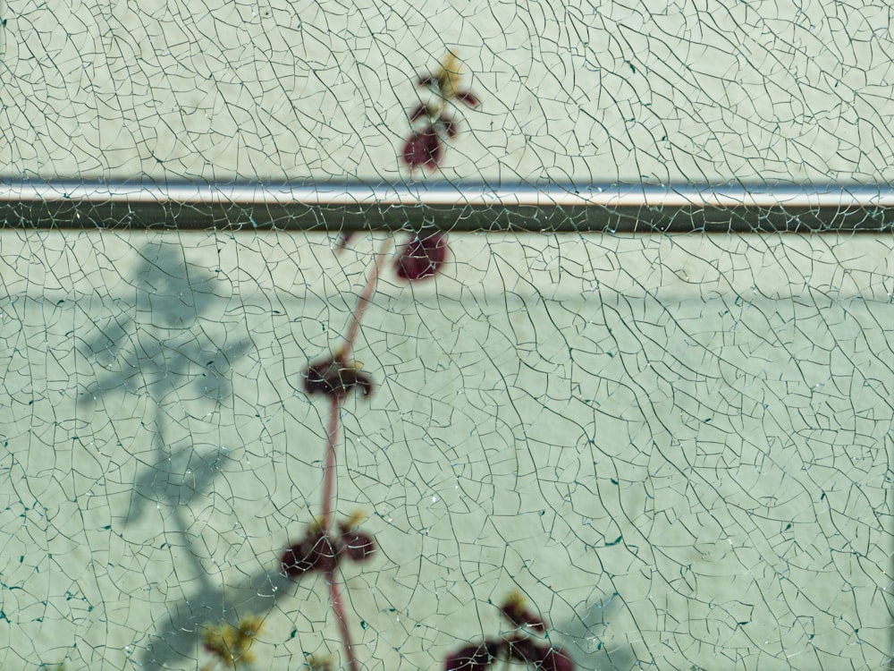 the shadow of a plant on a wall