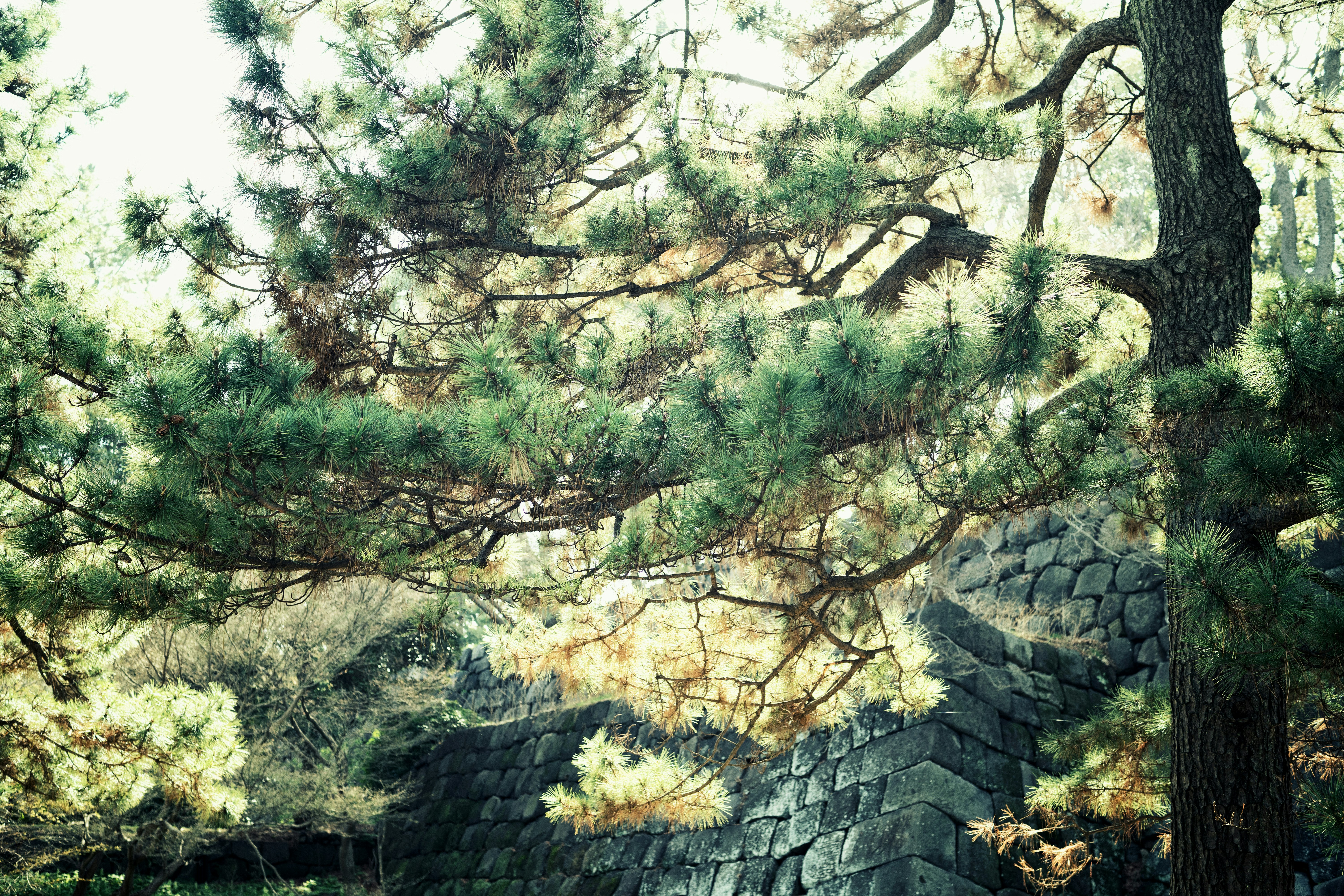 a bench sitting under a tree next to a forest