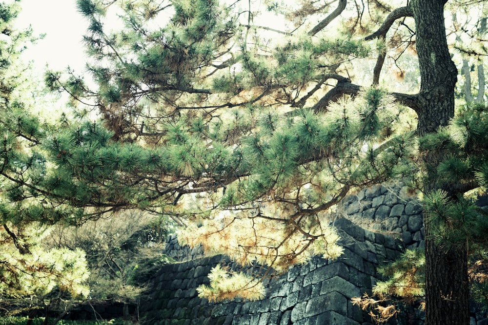 a bench sitting under a tree next to a forest