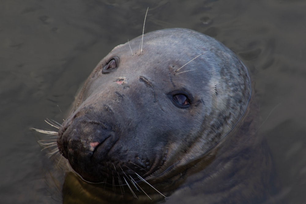 um close up de uma foca em um corpo de água