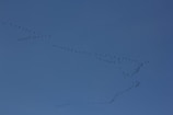 A formation of birds flying across a clear blue sky. The birds are arranged in a fluid, diagonal pattern that suggests movement and migration.