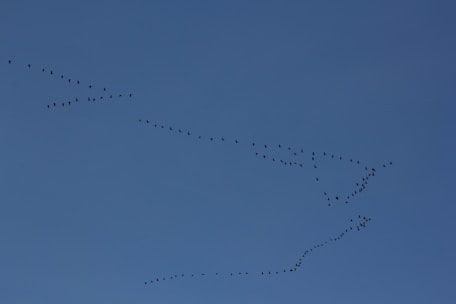 A formation of birds flying across a clear blue sky. The birds are arranged in a fluid, diagonal pattern that suggests movement and migration.