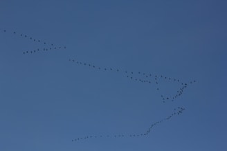 A formation of birds flying across a clear blue sky. The birds are arranged in a fluid, diagonal pattern that suggests movement and migration.