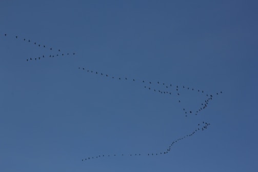A formation of birds flying across a clear blue sky. The birds are arranged in a fluid, diagonal pattern that suggests movement and migration.