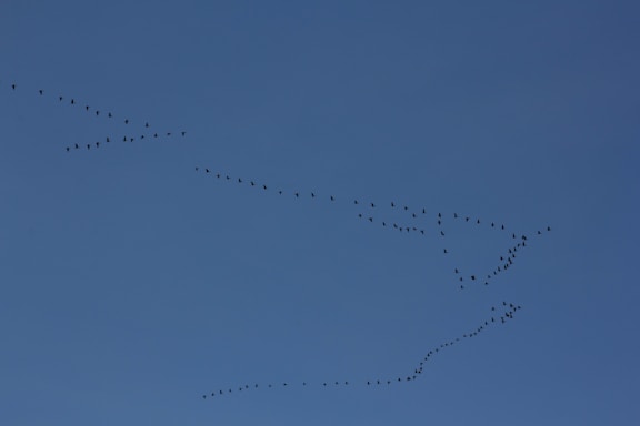 A formation of birds flying across a clear blue sky. The birds are arranged in a fluid, diagonal pattern that suggests movement and migration.