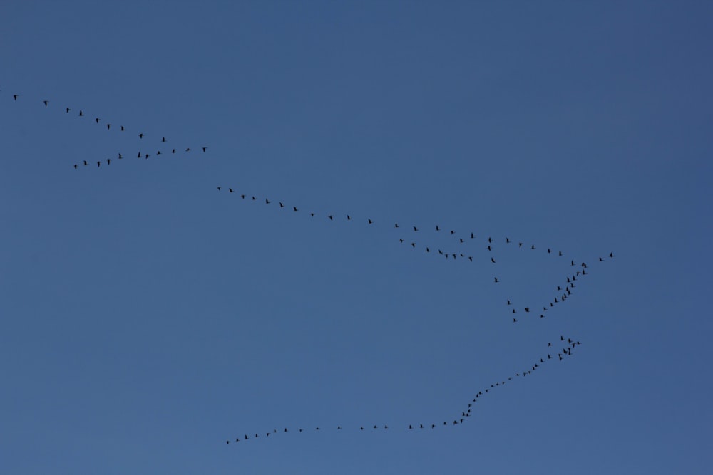 Una bandada de pájaros volando a través de un cielo azul