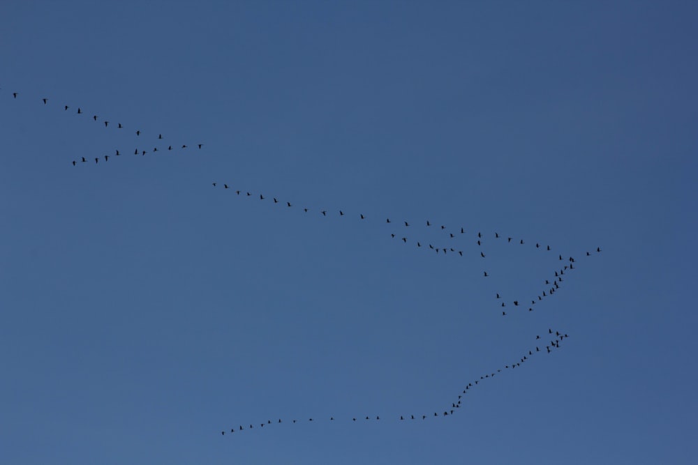 Ein Vogelschwarm fliegt durch einen blauen Himmel