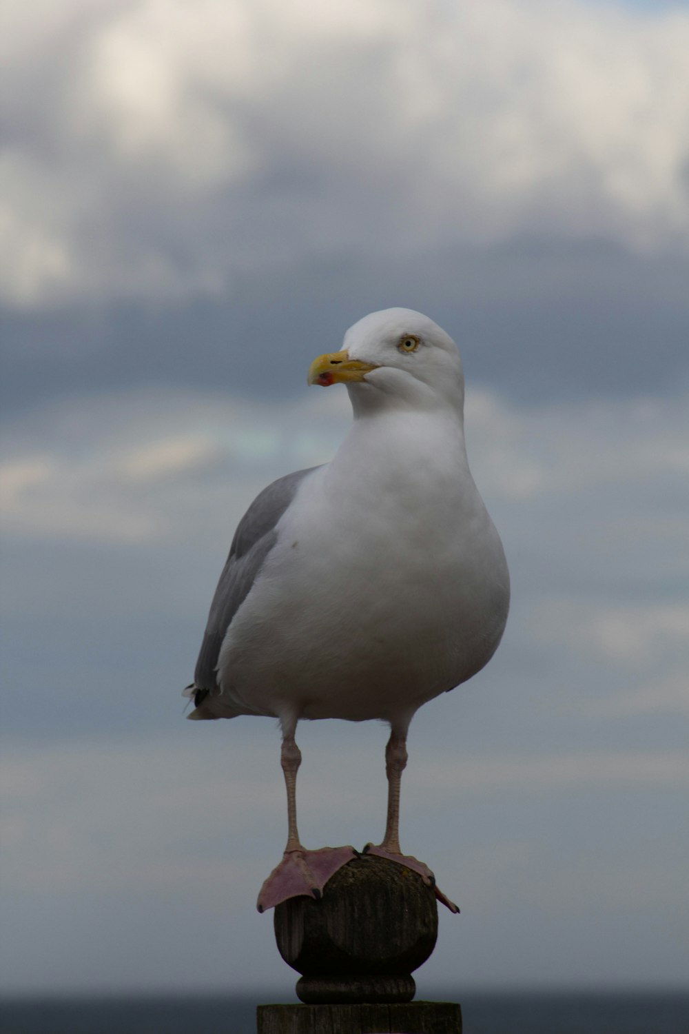 a seagull standing on a post on a cloudy day