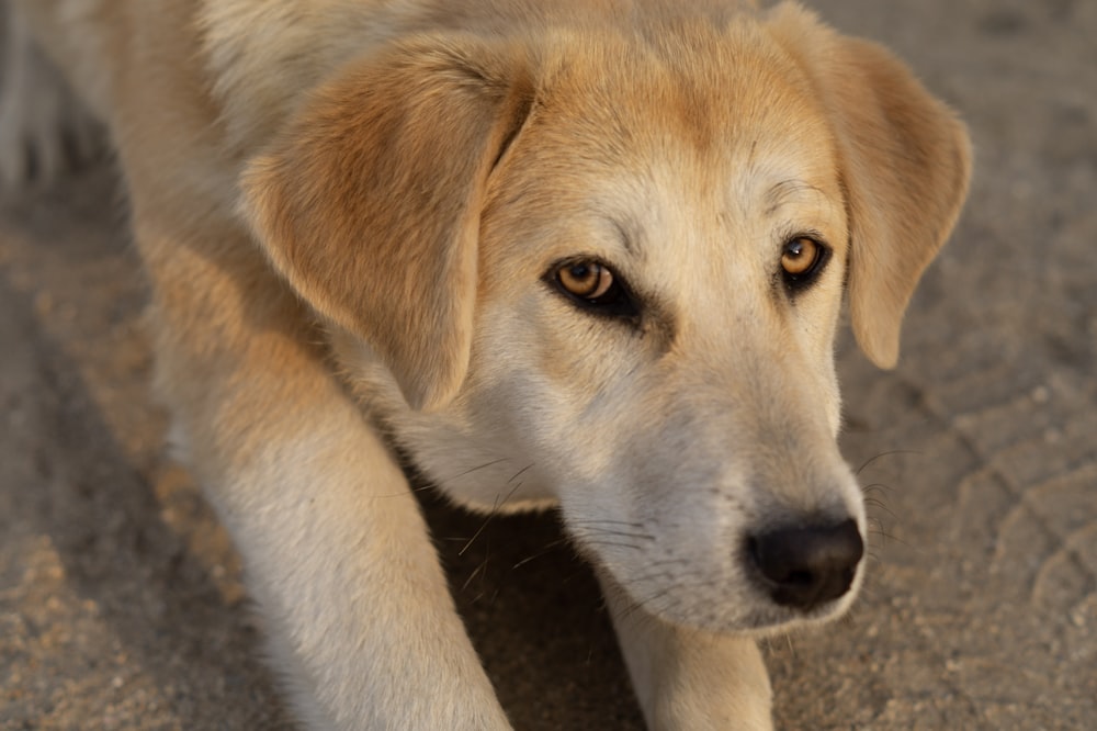 a close up of a dog laying on the ground