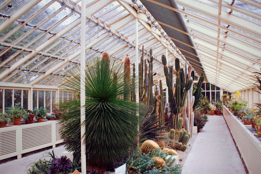 a greenhouse filled with lots of different types of plants