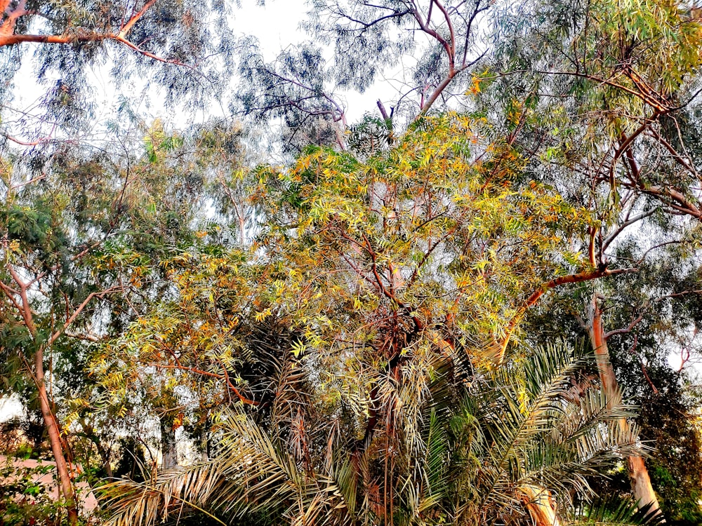 a group of trees that are next to each other